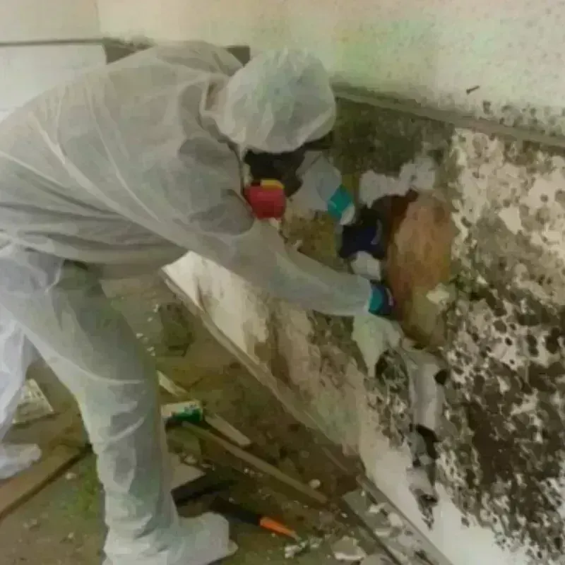 Mold Remediation and Removal in Franklin County, TN